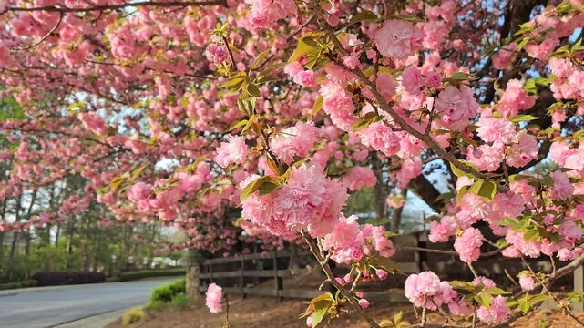 Beautiful cherry blossoms in early spring. in the background is a wooden fence
