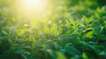organic plantation soybean green field at agriculture farm with soft sun rays.
