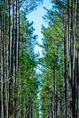Fototapeta premium trees in the forest