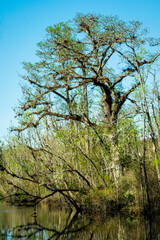 trees and blue sky