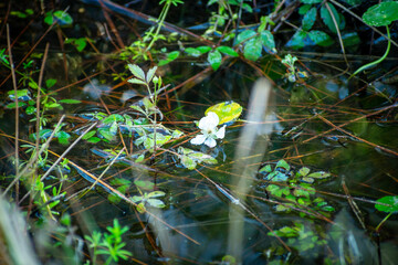 flower in the water