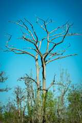 dead tree on blue sky