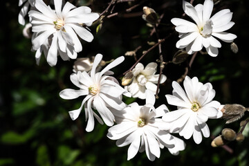 Closeup of white flowers of Star Magnolia tree blooming on sunny spring day, as a nature background
