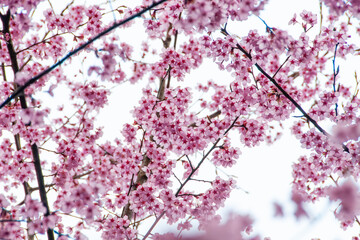 桜　山桜