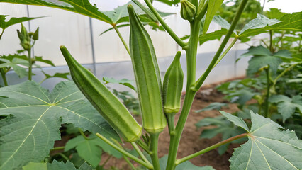 Obraz premium Close-up image of okra (Ladyfingers) vegetables growing on a plant. The image captures the okra in various stages of growth, highlighting the intricate details of the pods and the surrounding foliage.