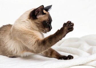 siamese cat playing