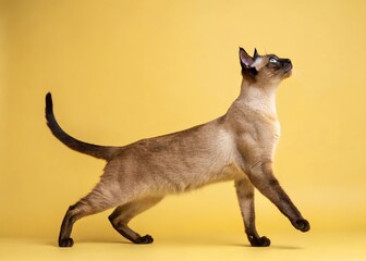 siamese cat stretching on a yellow background