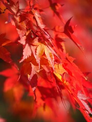 red maple leaves