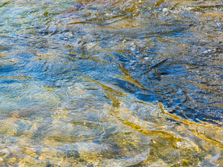 春の川　水の流れアップ259
