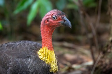 Portrait of an Australian Brushturkey