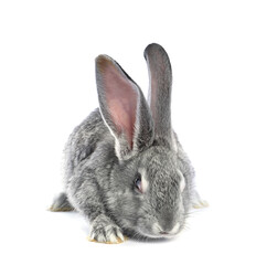 Fluffy grey rabbit on white background. Cute pet