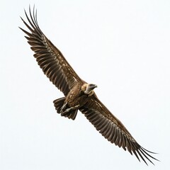 Obraz premium Himalayan brown vulture flying in the sky on white background.