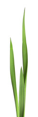 Blades of green grass isolated on white