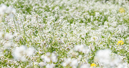 春の野原　ハマダイコンの花11