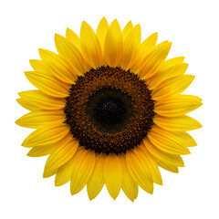 Fototapeta premium Bright sunflower on white
