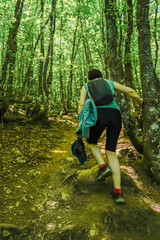 Beeches in the enchanted forest of the Riaño reserve