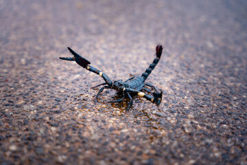 Dark Green Scorpion (Heterometrus spinifer ) in jungle road