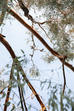 3 magpies sitting up high in a gumtree at sunset