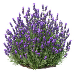Lavender Bush with Vibrant Purple Flowers Isolated on Transparent Background