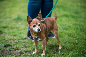 old dog on leash with persons legs