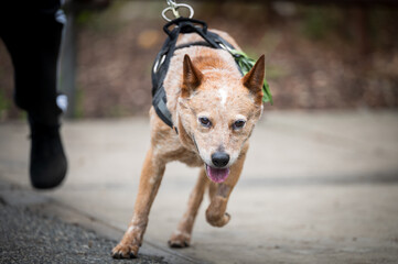 dog on leash running towards camera
