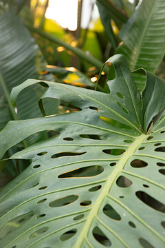 Close up of monstera leaves in a tropical garden