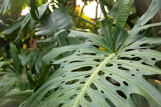 Close up of monstera leaves in a tropical garden
