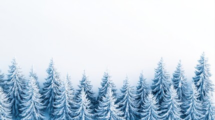 Fototapeta premium Snowy forest landscape with tall evergreen trees