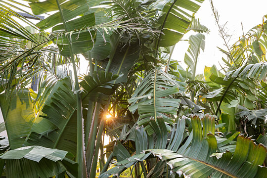 A tropical garden at sunset 
