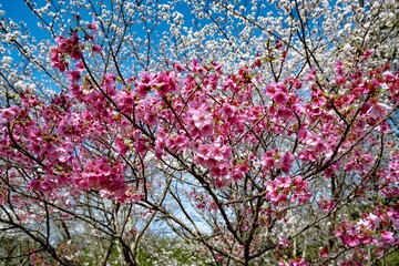 Obraz premium 陽光