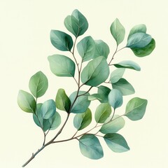 Fototapeta premium Watercolor Botanical Illustration of Eucalyptus Leaves on Branch Greenery Art Print