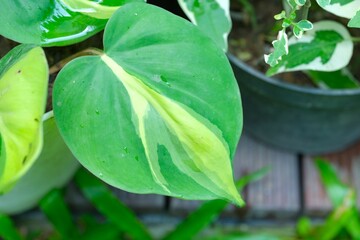 Philodendron Brasil, Golden Phontos or Sirih Gading Brazil griwth in the garden. Beautiful leaves....