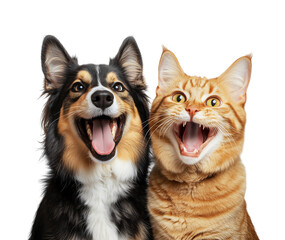 Obraz premium Funny Cat and Dog Duo - A cat and dog together showing hilarious and cute expressions. Great for social media content, posters, and creative marketing