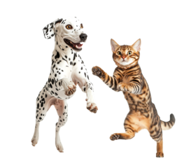 Jumping Cat and Dog with Funny Expressions - A joyful image of a cat and dog mid-jump with adorable faces. Perfect for fun marketing, pet campaigns, or social media content.