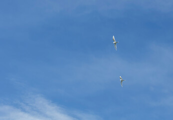 Itata'e (Gygis alba) oiseau marin Polynésien