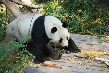 Portrait of panda bear close up. Cute China animals. Close up view of the panda's head.