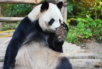 Portrait of panda bear close up. Cute China animals. Close up view of the panda's head.
