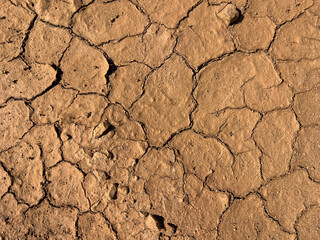 The background is an old cracked earth in cracks