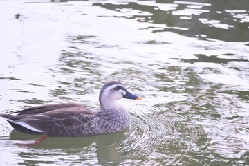 かわいいカルガモの横顔