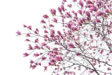 magnolia with dew drops isolated on white background