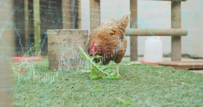 Chicken pecking grass with animated financial data overlay in background