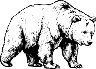 Walking bear in black and white line art, confident natural pose