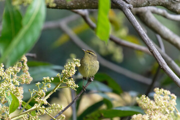 Yellow Warbler on the branch