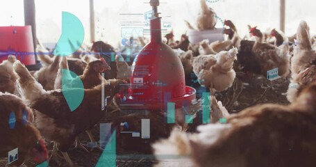 Feeding chickens in barn with data processing animation overlay in background - Powered by Adobe