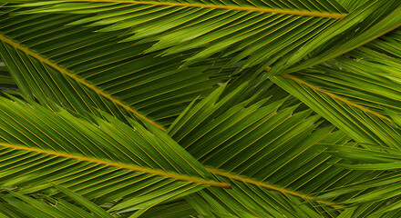 Fototapeta premium Lush green palm leaves overlapping in a tropical arrangement 