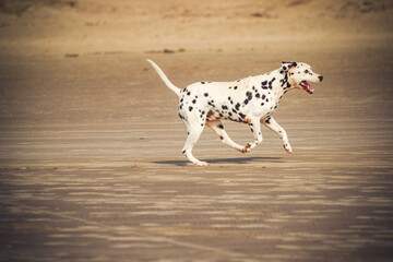 Happy Dalmatian dog running on a sandy beach. Energetic and playful pet enjoying outdoor freedom. Concept of joy, motion, and summer fun.
