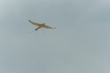 A kestrel caught a lizard