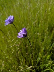 a pair of purple wildflowers in the springtime