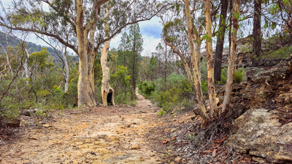 Australian bush track
