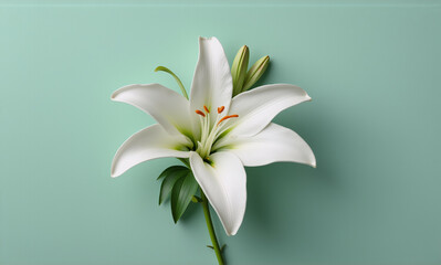 Fototapeta premium A pristine white lily flower, with its delicate petals and green stem, is beautifully presented against a serene soft green backdrop. A simple yet elegant botanical image.